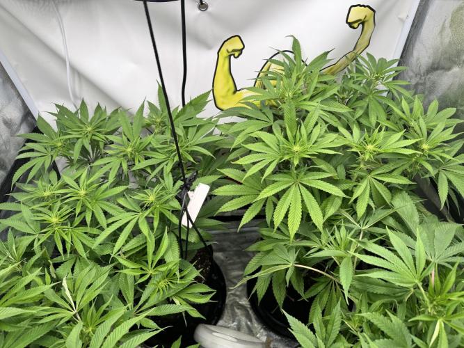 Purple punch SuperStrain/Hy-Pro 🌱. Week 9