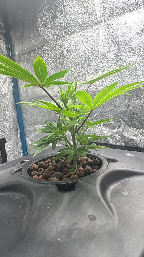 [SuperStrains]DWC Purple punch. Week 2