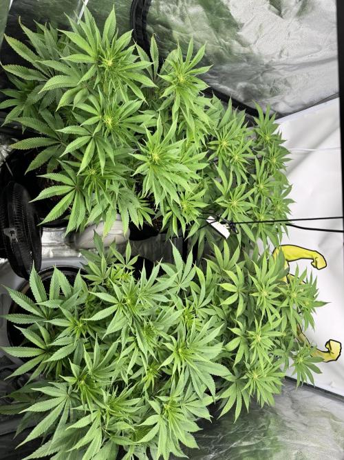 Purple punch SuperStrain/Hy-Pro 🌱. Week 10