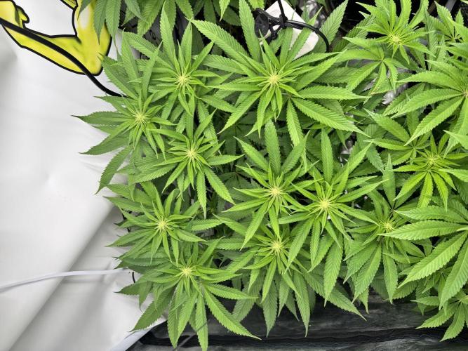 Purple punch SuperStrain/Hy-Pro 🌱. Week 10