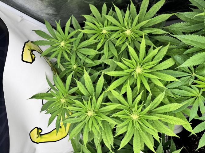 Purple punch SuperStrain/Hy-Pro 🌱. Week 10