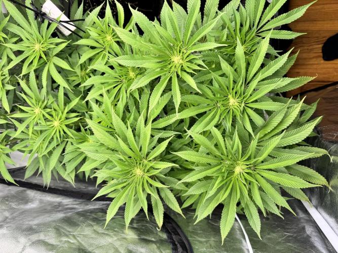 Purple punch SuperStrain/Hy-Pro 🌱. Week 10