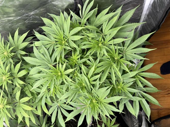 Purple punch SuperStrain/Hy-Pro 🌱. Week 10