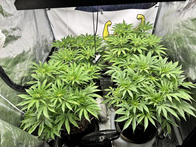 Purple punch SuperStrain/Hy-Pro 🌱. Week 10