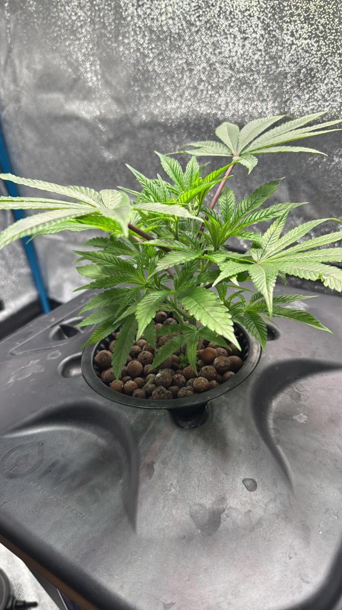 [SuperStrains]DWC Purple punch. Week 3