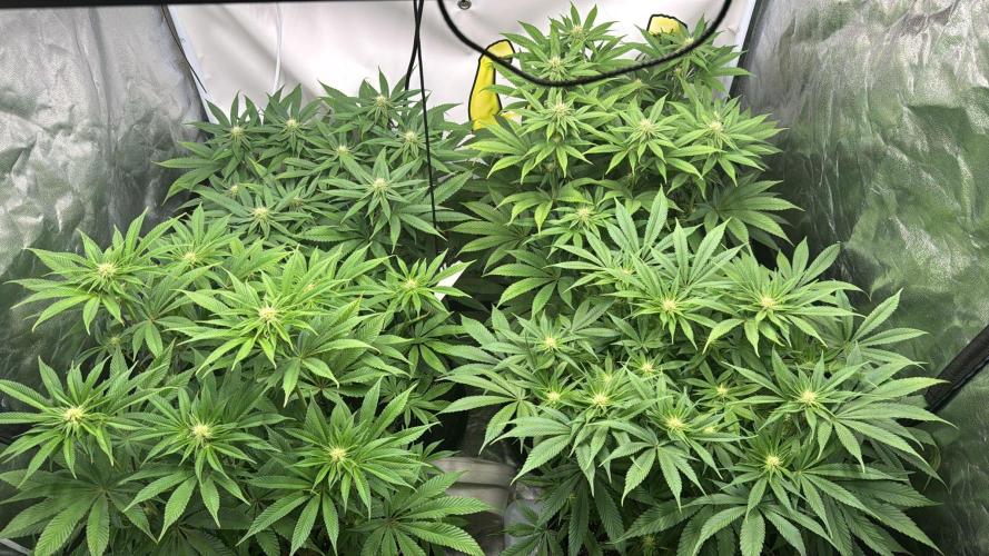 Purple punch SuperStrain/Hy-Pro 🌱. Week 10