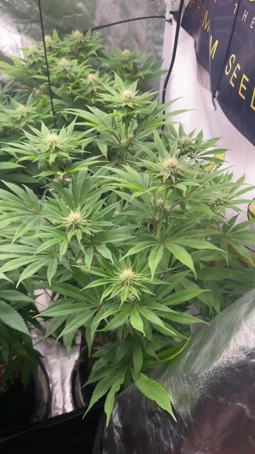 Purple punch SuperStrain/Hy-Pro 🌱