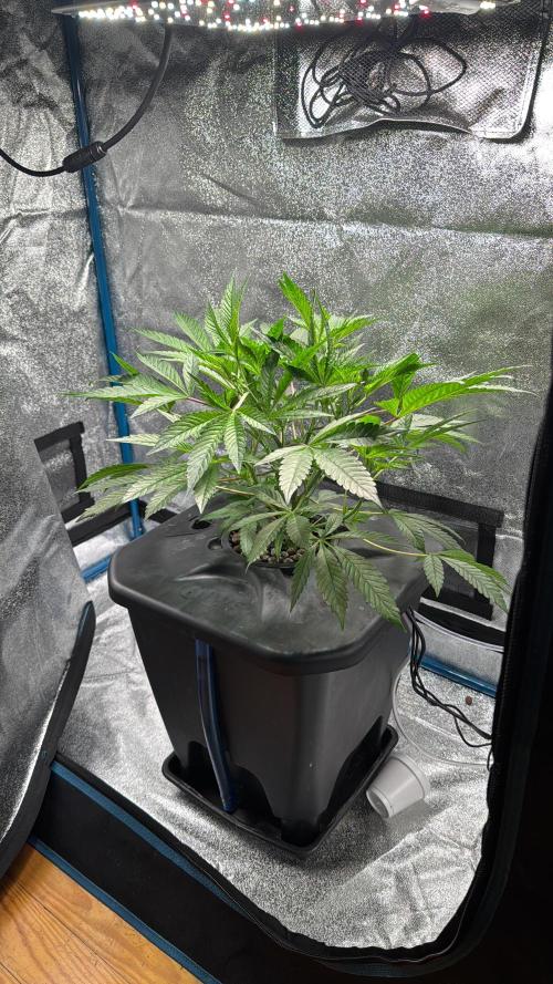 [SuperStrains]DWC Purple punch. Week 5