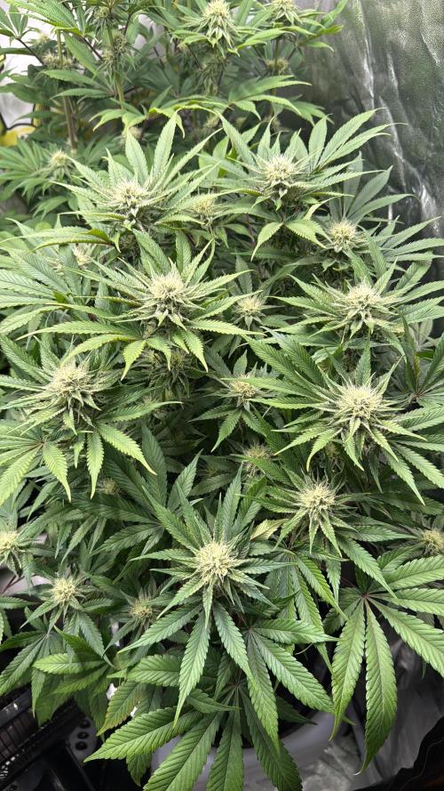 Purple punch SuperStrain/Hy-Pro 🌱. Week 11