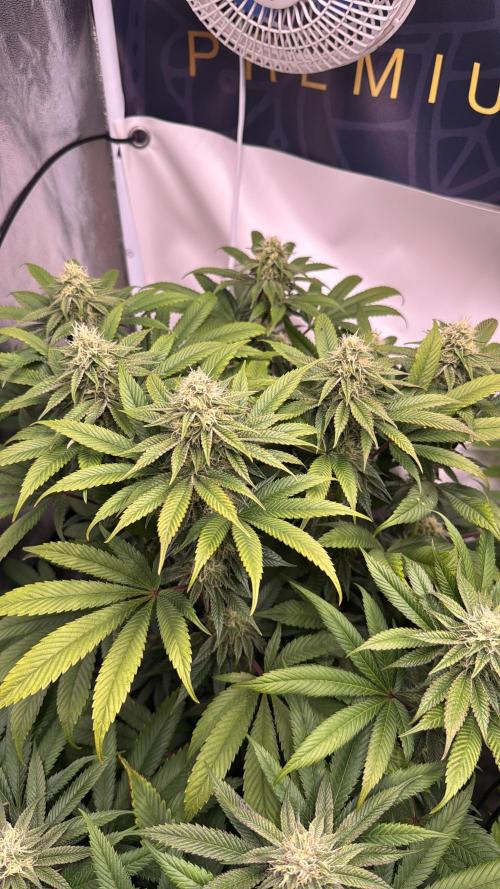 Purple punch SuperStrain/Hy-Pro 🌱. Week 11