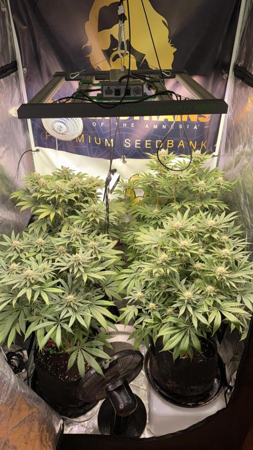 Purple punch SuperStrain/Hy-Pro 🌱. Week 11