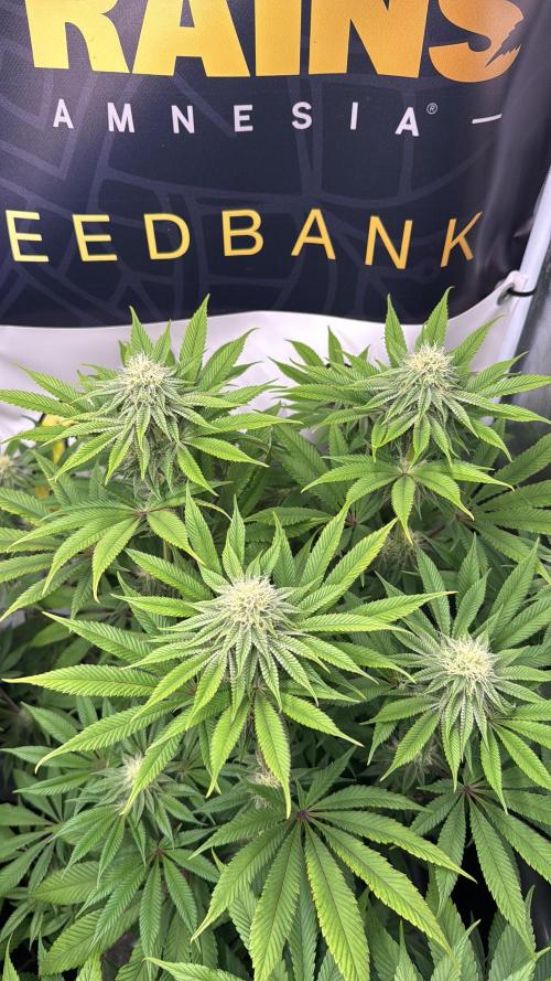 Purple punch SuperStrain/Hy-Pro 🌱. Week 11