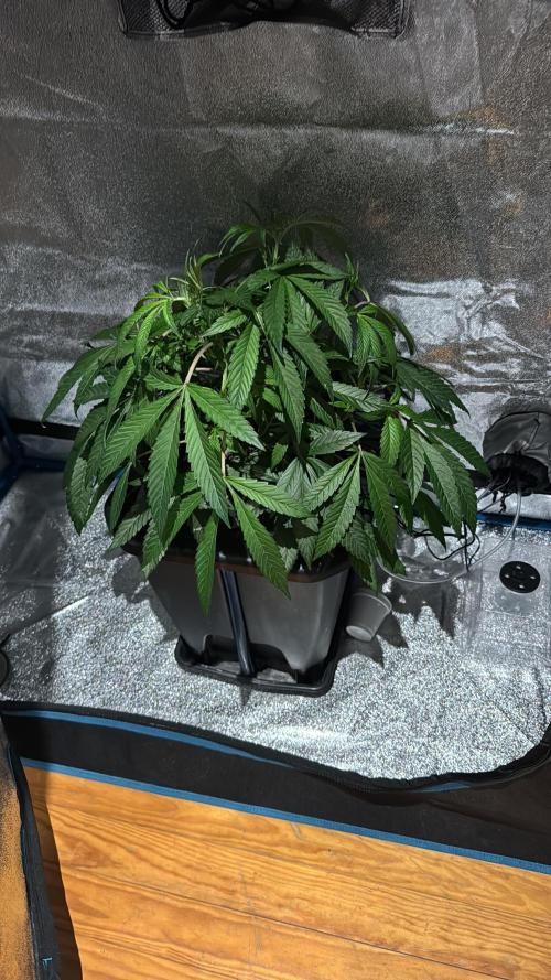 [SuperStrains]DWC Purple punch. Week 5