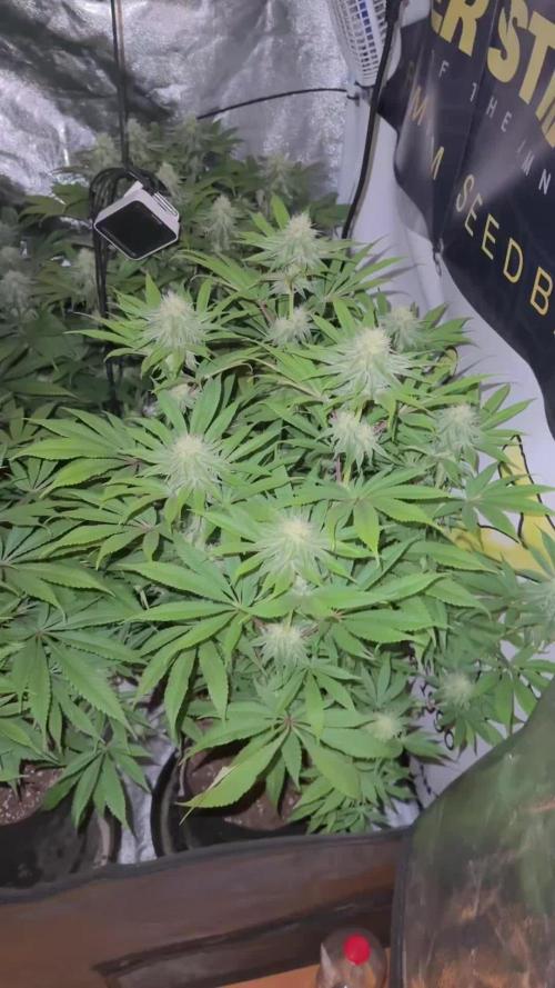 Purple punch SuperStrain/Hy-Pro 🌱