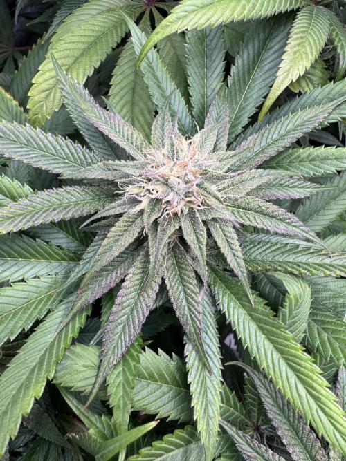 Purple punch SuperStrain/Hy-Pro 🌱. Week 12