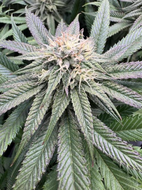 Purple punch SuperStrain/Hy-Pro 🌱. Week 12