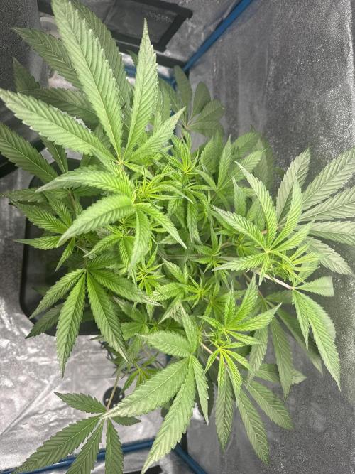 [SuperStrains]DWC Purple punch. Week 6