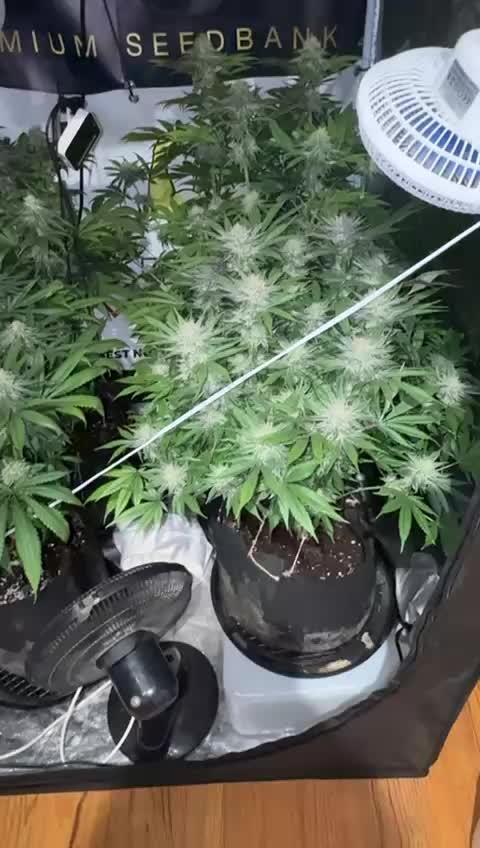 Purple punch SuperStrain/Hy-Pro 🌱