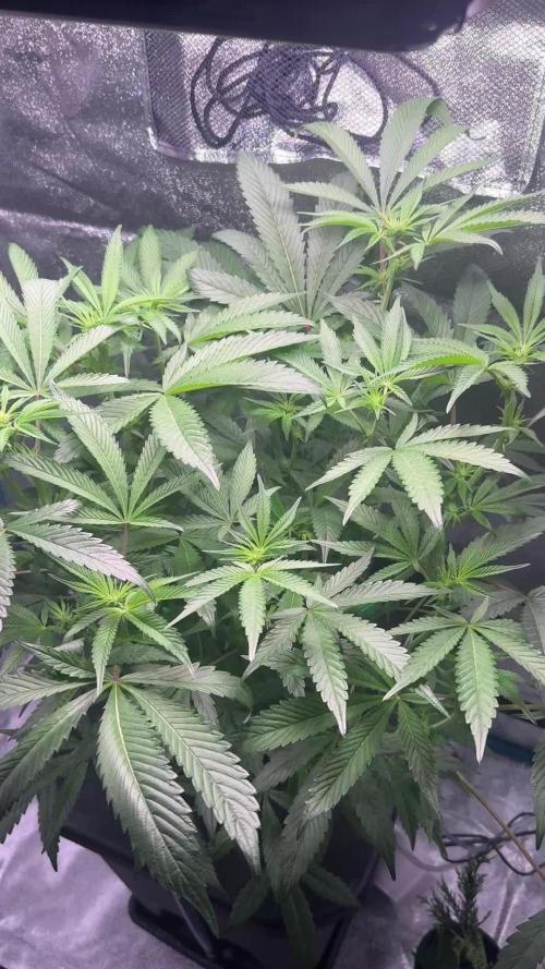 [SuperStrains]DWC Purple punch