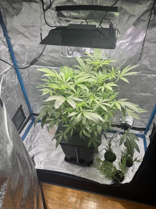 [SuperStrains]DWC Purple punch. Week 7