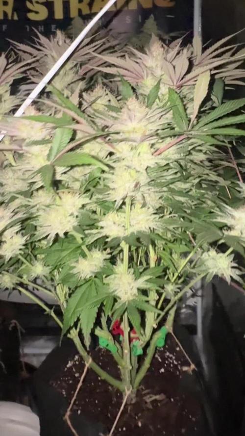 Purple punch SuperStrain/Hy-Pro 🌱