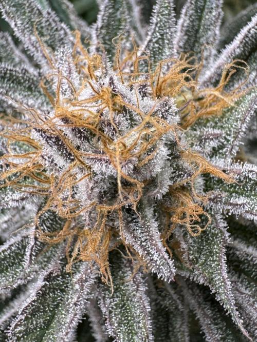 Purple punch SuperStrain/Hy-Pro 🌱. Week 14