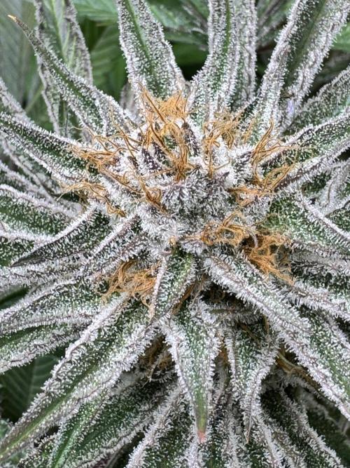 Purple punch SuperStrain/Hy-Pro 🌱. Week 14