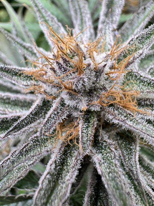 Purple punch SuperStrain/Hy-Pro 🌱. Week 14