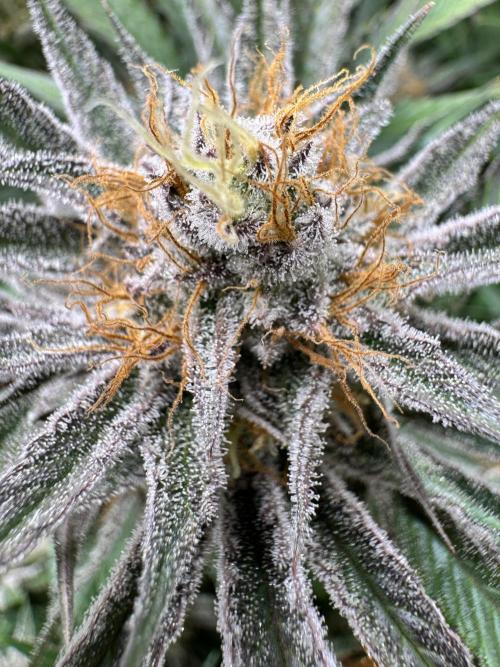 Purple punch SuperStrain/Hy-Pro 🌱. Week 14