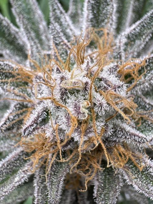 Purple punch SuperStrain/Hy-Pro 🌱. Week 14