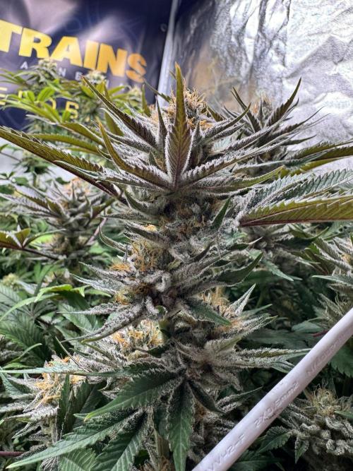 Purple punch SuperStrain/Hy-Pro 🌱. Week 14