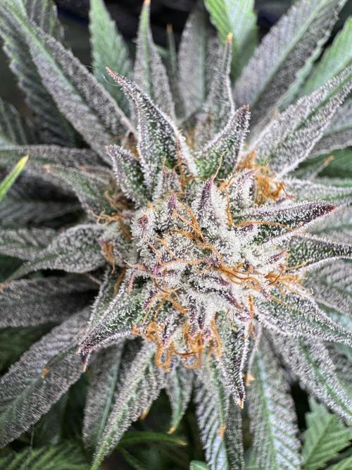 Purple punch SuperStrain/Hy-Pro 🌱. Week 14