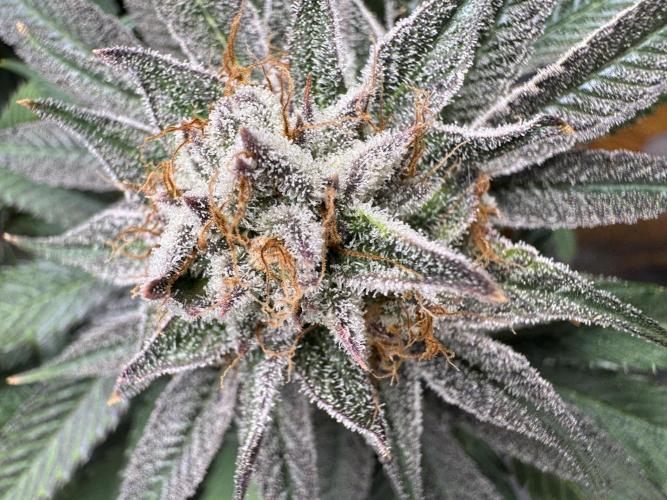 Purple punch SuperStrain/Hy-Pro 🌱. Week 14