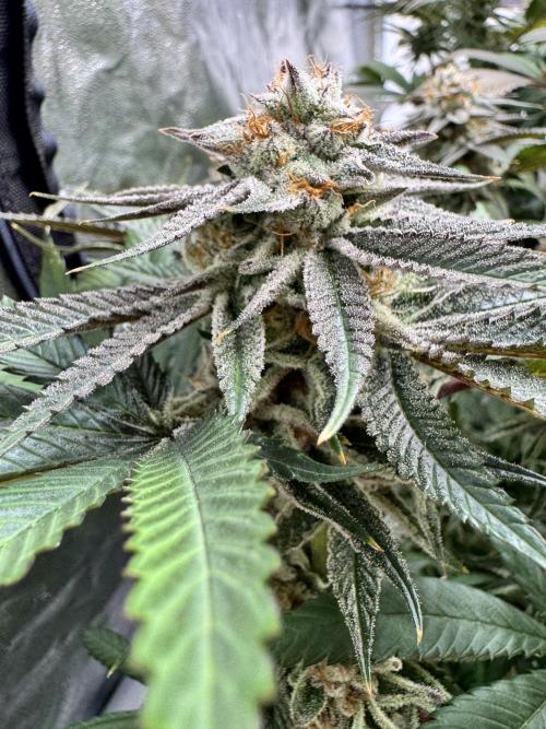 Purple punch SuperStrain/Hy-Pro 🌱. Week 14