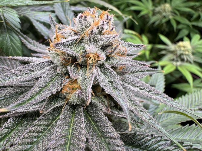 Purple punch SuperStrain/Hy-Pro 🌱. Week 14