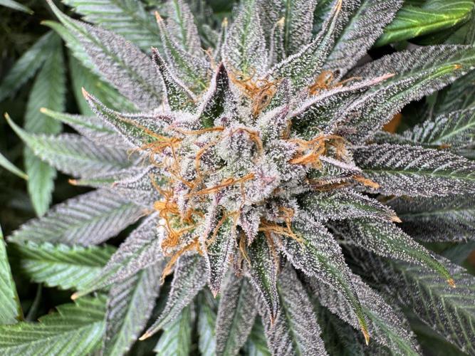 Purple punch SuperStrain/Hy-Pro 🌱. Week 14