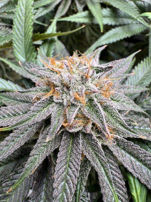 Purple punch SuperStrain/Hy-Pro 🌱. Week 14