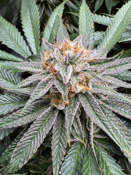 Purple punch SuperStrain/Hy-Pro 🌱. Week 14