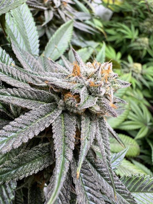 Purple punch SuperStrain/Hy-Pro 🌱. Week 14