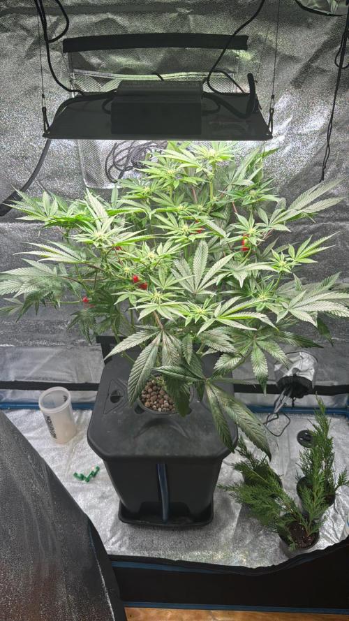 [SuperStrains]DWC Purple punch. Week 7