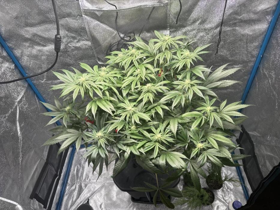 [SuperStrains]DWC Purple punch. Week 8