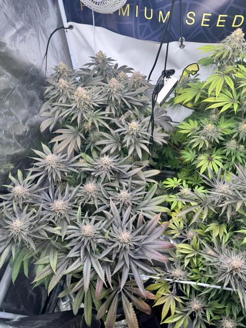 Purple punch SuperStrain/Hy-Pro 🌱. Week 15