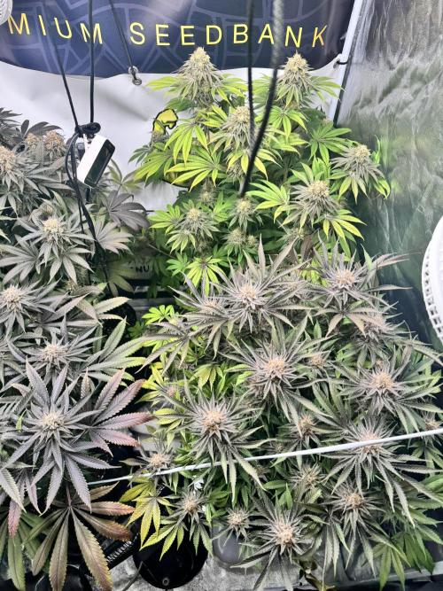 Purple punch SuperStrain/Hy-Pro 🌱. Week 15