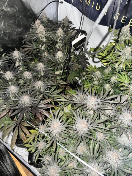 Purple punch SuperStrain/Hy-Pro 🌱. Week 15