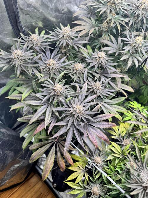 Purple punch SuperStrain/Hy-Pro 🌱. Week 15