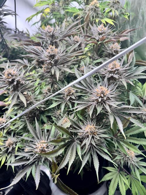 Purple punch SuperStrain/Hy-Pro 🌱. Week 15