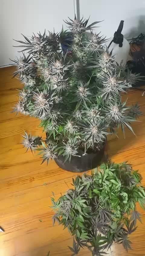 Purple punch SuperStrain/Hy-Pro 🌱