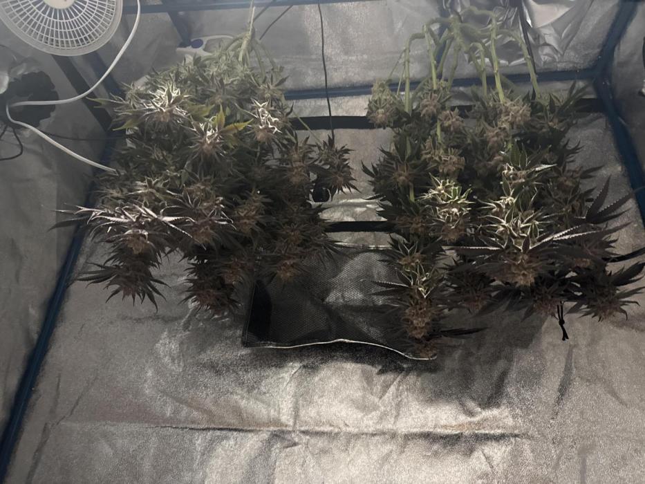 Purple punch SuperStrain/Hy-Pro 🌱. Week 16