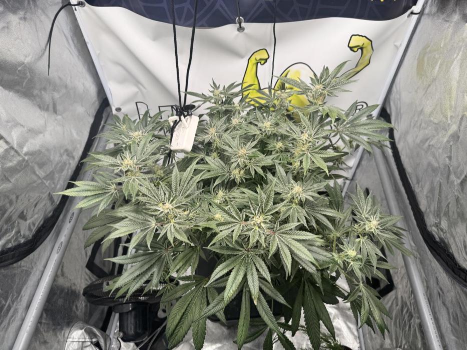 [SuperStrains]DWC Purple punch. Week 10