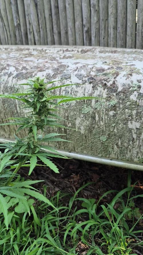 First grow